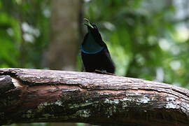 Magnificent Riflebird