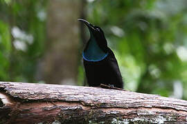 Magnificent Riflebird