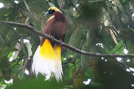 Lesser Bird-of-paradise