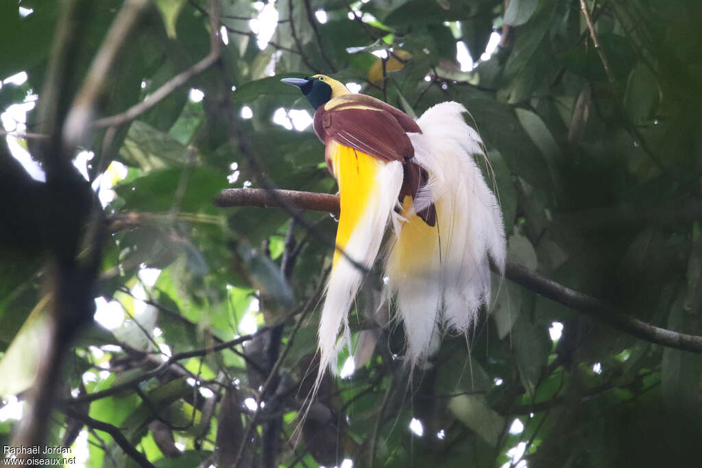 Lesser Bird-of-paradise male adult breeding, identification, courting display