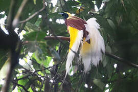 Lesser Bird-of-paradise