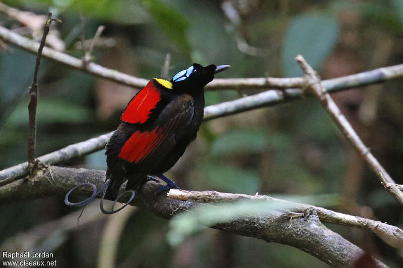 Wilson's Bird-of-paradise male adult breeding, identification