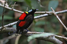 Wilson's Bird-of-paradise