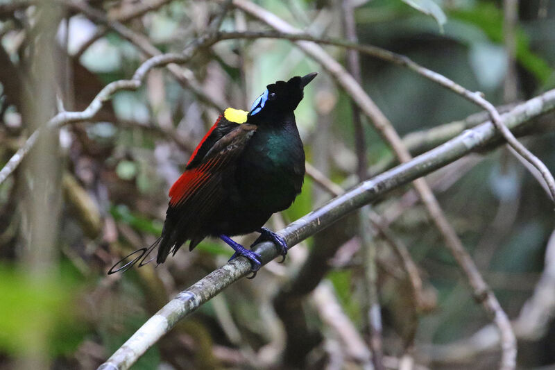 Wilson's Bird-of-paradise male adult breeding, courting display