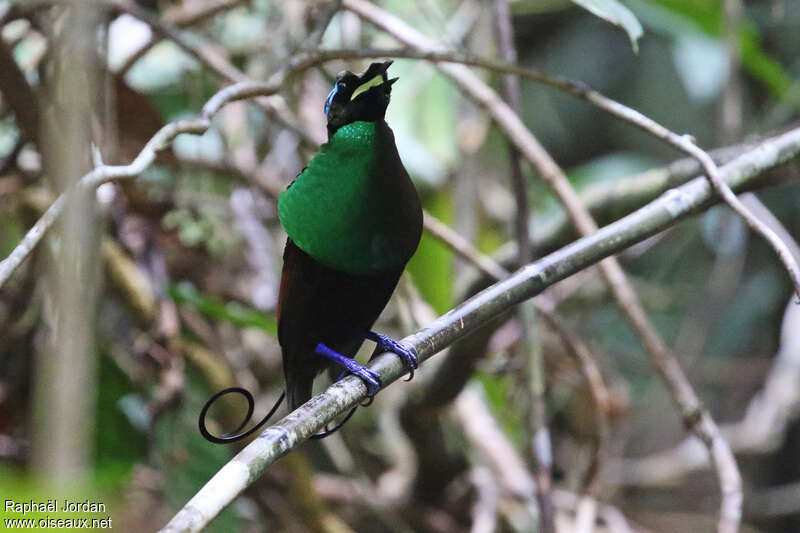 Wilson's Bird-of-paradise male adult breeding, pigmentation, courting display