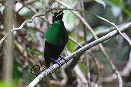 Wilson's Bird-of-paradise