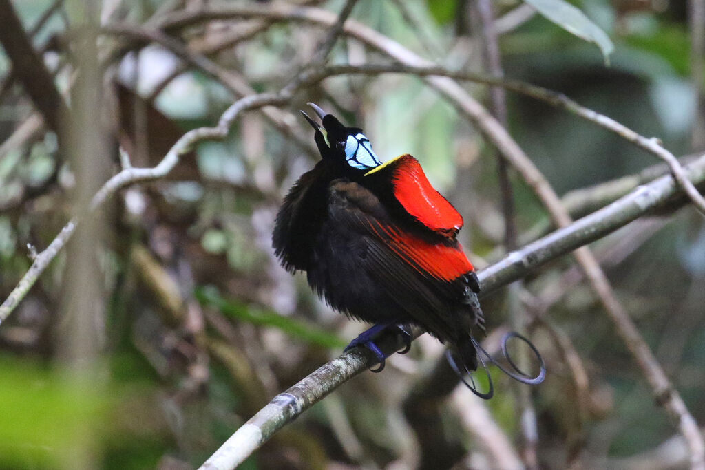 Wilson's Bird-of-paradise male adult breeding, courting display