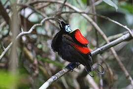 Wilson's Bird-of-paradise