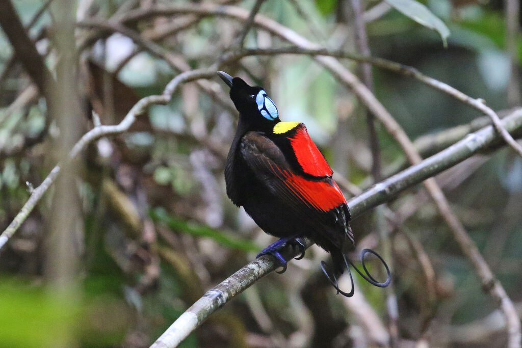 Wilson's Bird-of-paradise male adult breeding, courting display