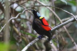 Wilson's Bird-of-paradise