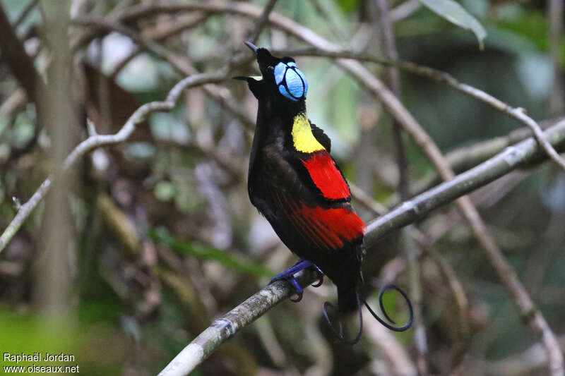 Wilson's Bird-of-paradise male adult breeding, courting display, song