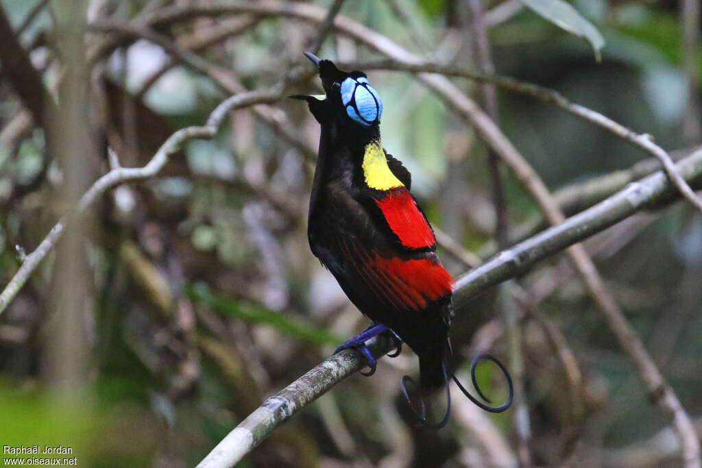 Wilson's Bird-of-paradise male adult breeding, courting display, song