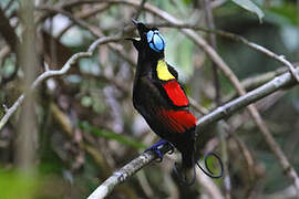 Wilson's Bird-of-paradise