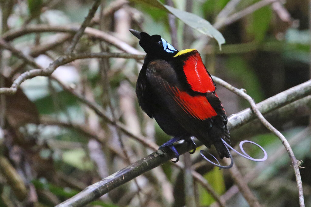 Wilson's Bird-of-paradise male adult breeding, courting display