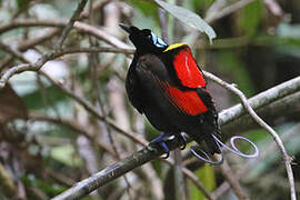 Wilson's Bird-of-paradise