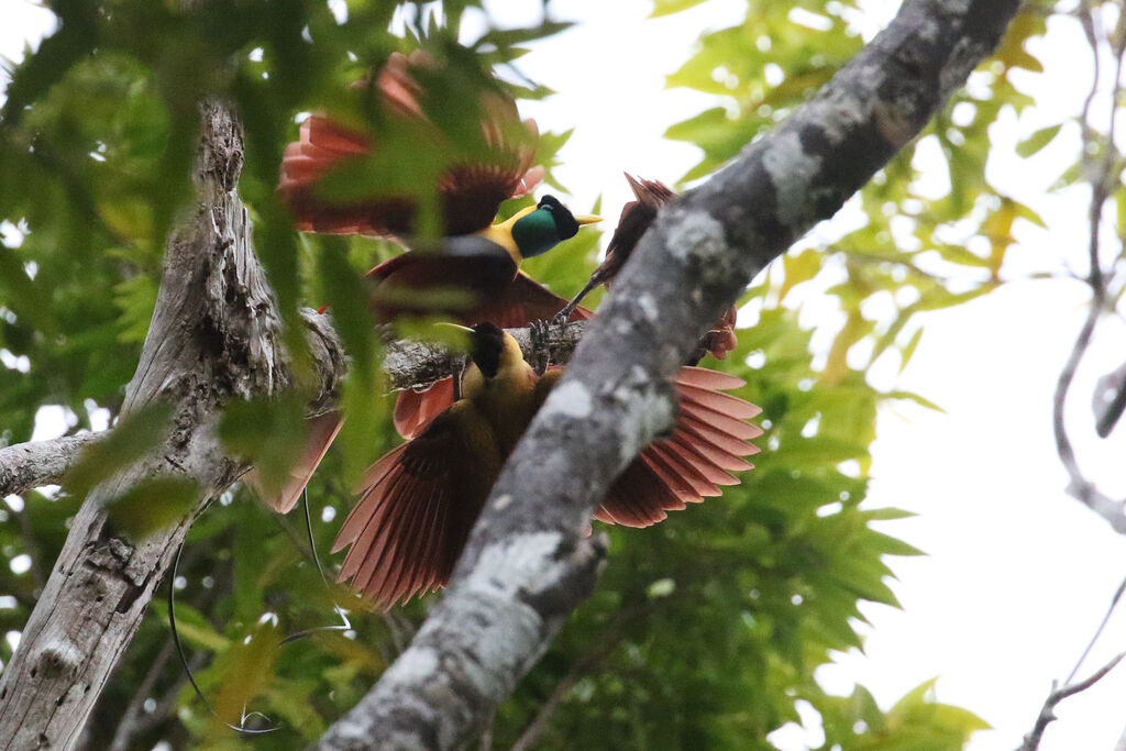 Red Bird-of-paradiseadult breeding, courting display