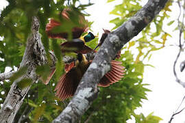 Red Bird-of-paradise