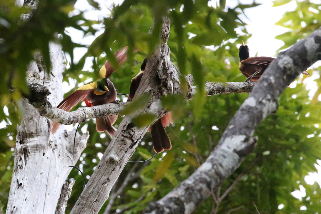 Red Bird-of-paradiseadult breeding, courting display