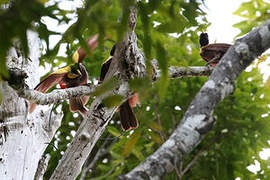 Red Bird-of-paradise