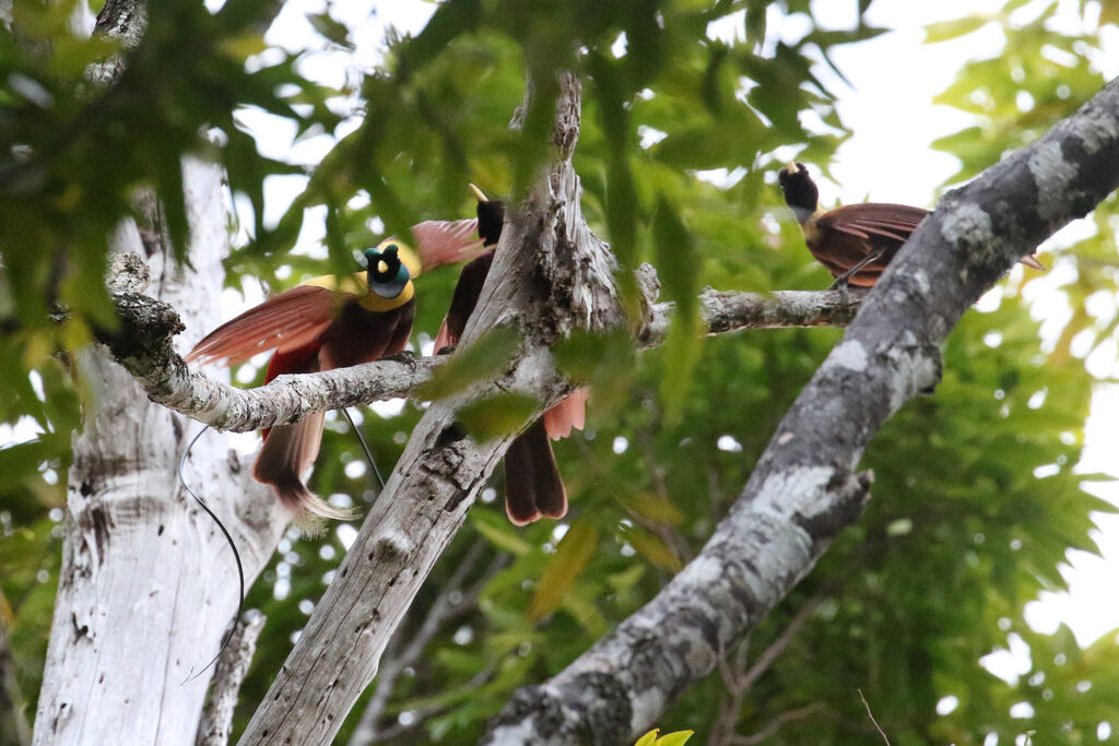 Red Bird-of-paradiseadult breeding, courting display