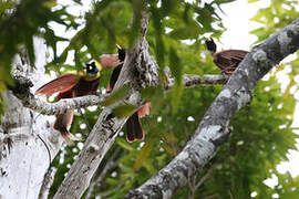 Red Bird-of-paradise