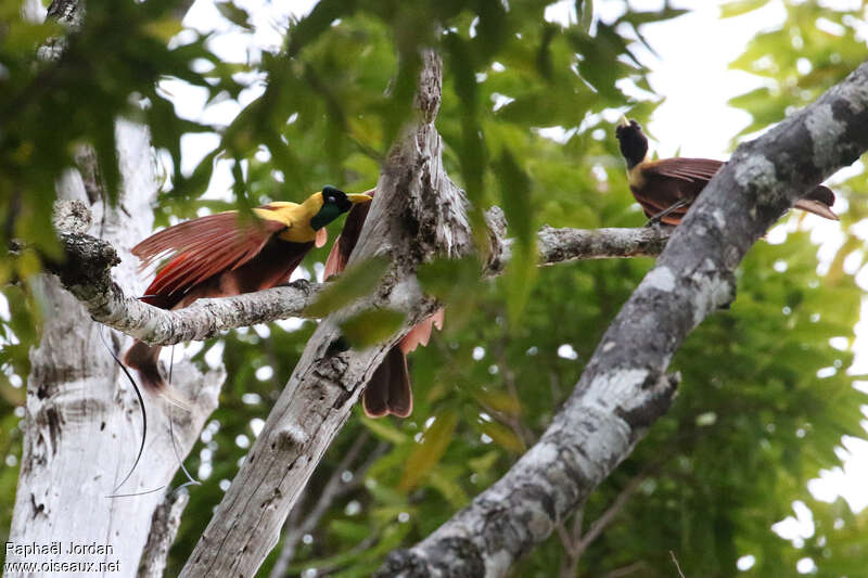 Red Bird-of-paradiseadult breeding, courting display
