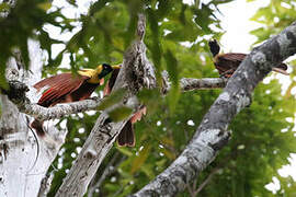 Red Bird-of-paradise