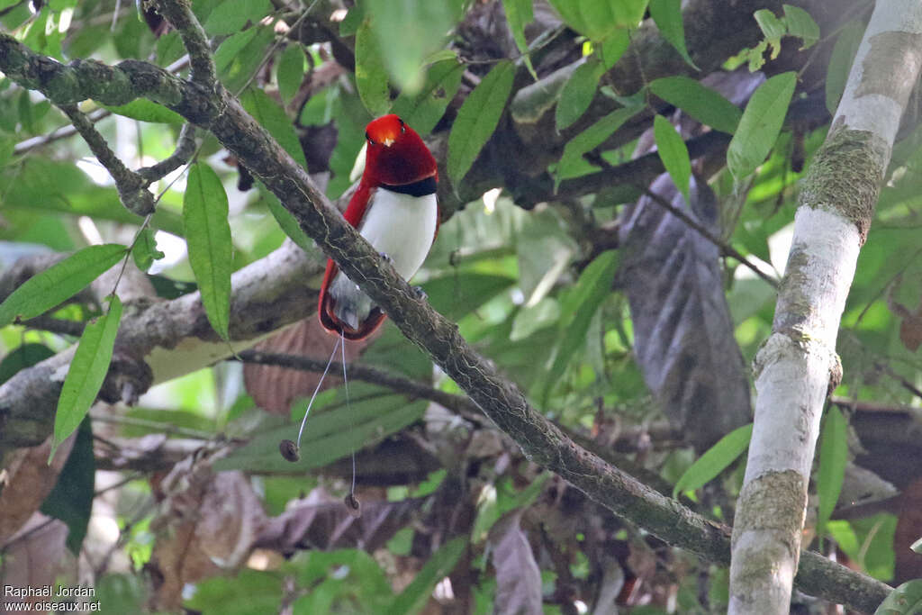 King Bird-of-paradise male adult breeding, courting display