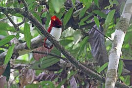 King Bird-of-paradise