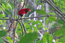 King Bird-of-paradise