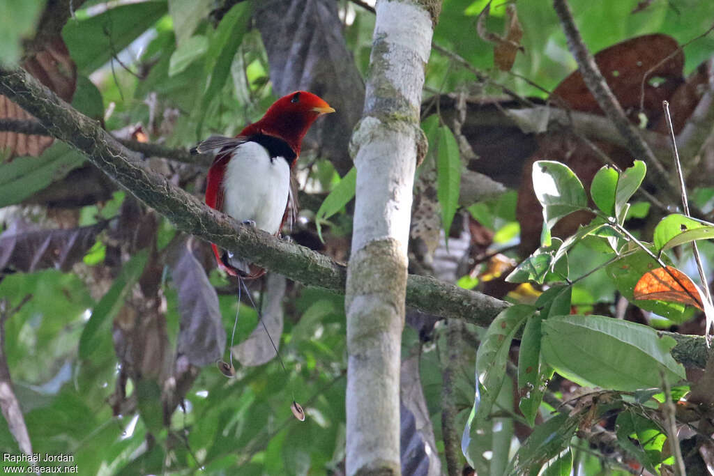 Paradisier royal mâle adulte nuptial, habitat, pigmentation, parade