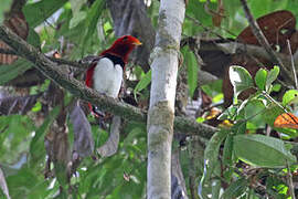 King Bird-of-paradise