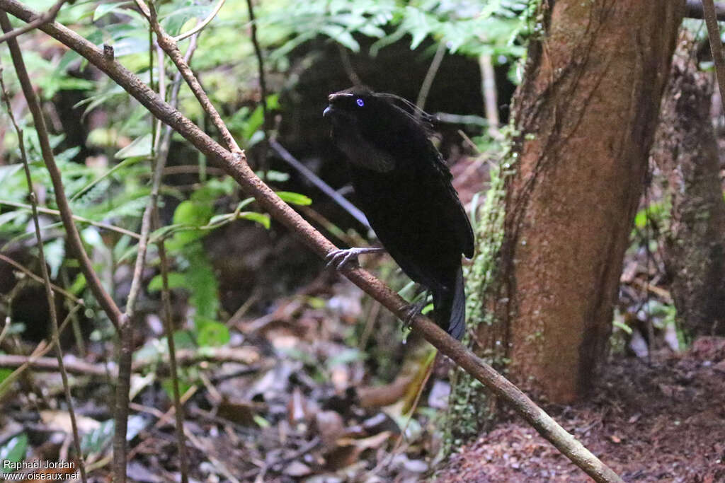 Western Parotia male adult breeding, courting display