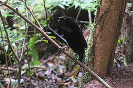 Western Parotia