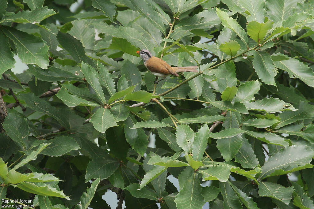 Paradoxornis à tête griseadulte