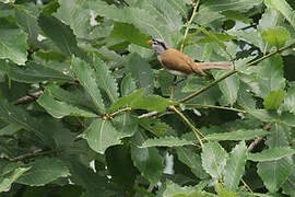 Grey-headed Parrotbill