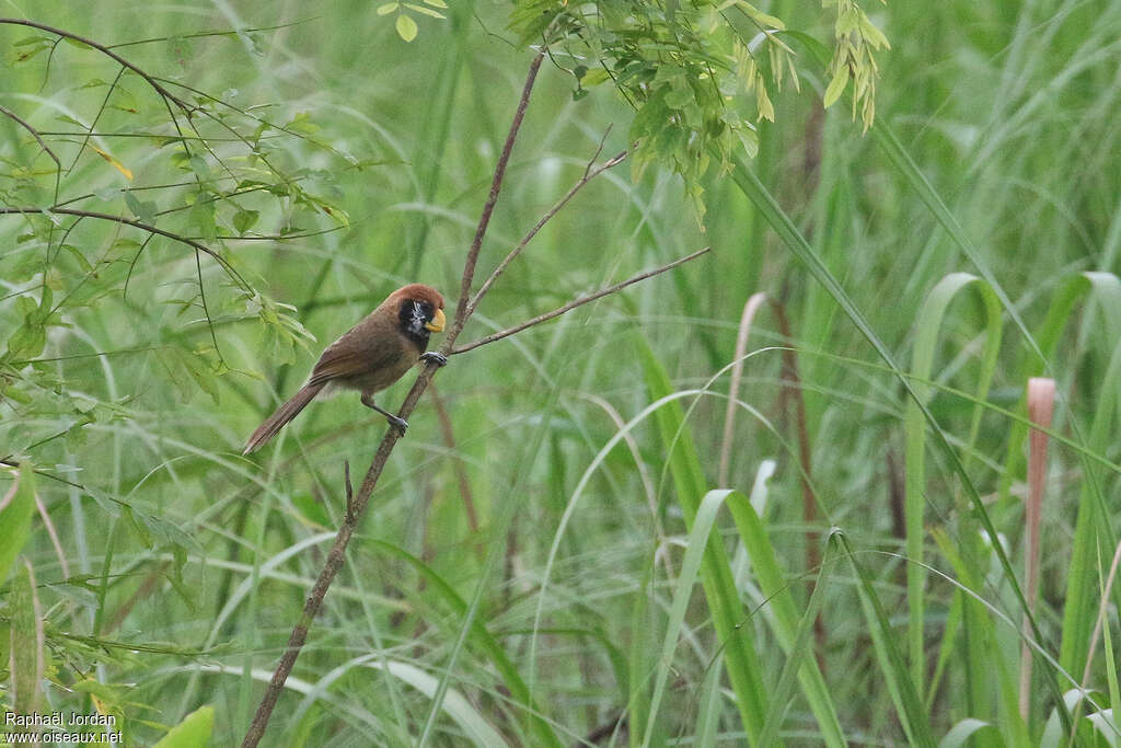 Black-breasted Parrotbilladult