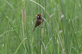 Black-breasted Parrotbill