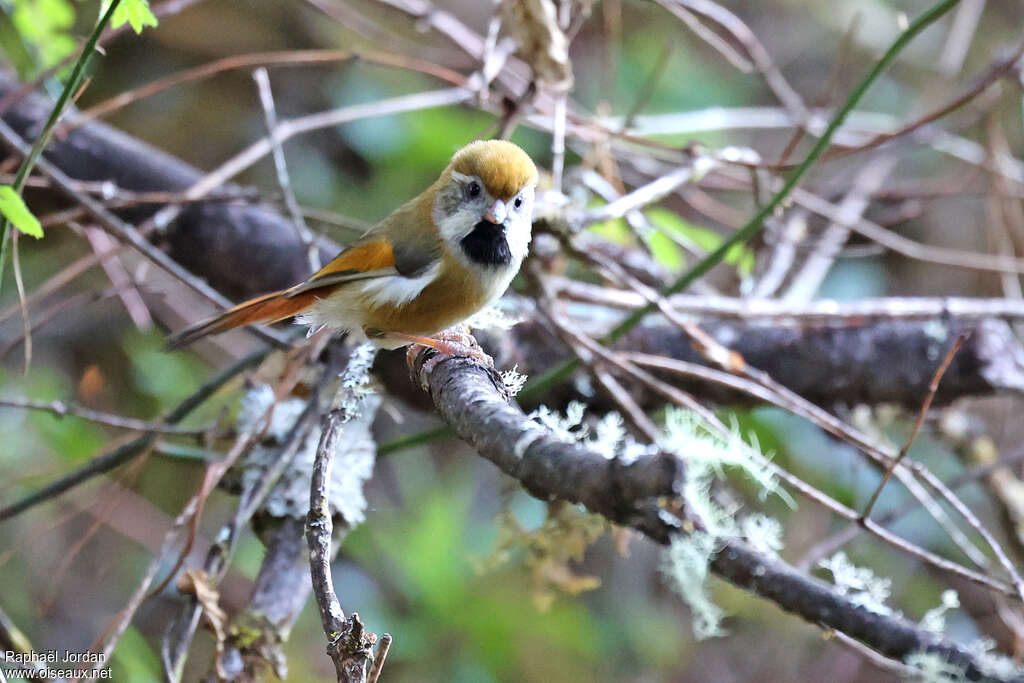 Golden Parrotbill