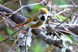 Golden Parrotbill