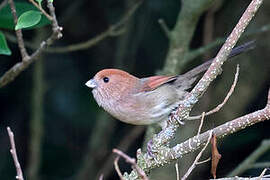 Vinous-throated Parrotbill