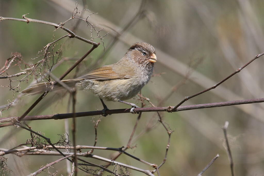 Paradoxornis unicoloreadulte