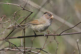 Brown Parrotbill