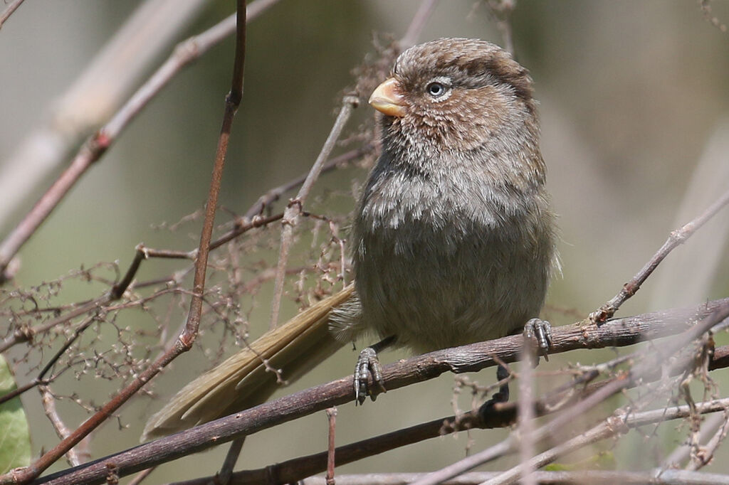 Brown Parrotbilladult