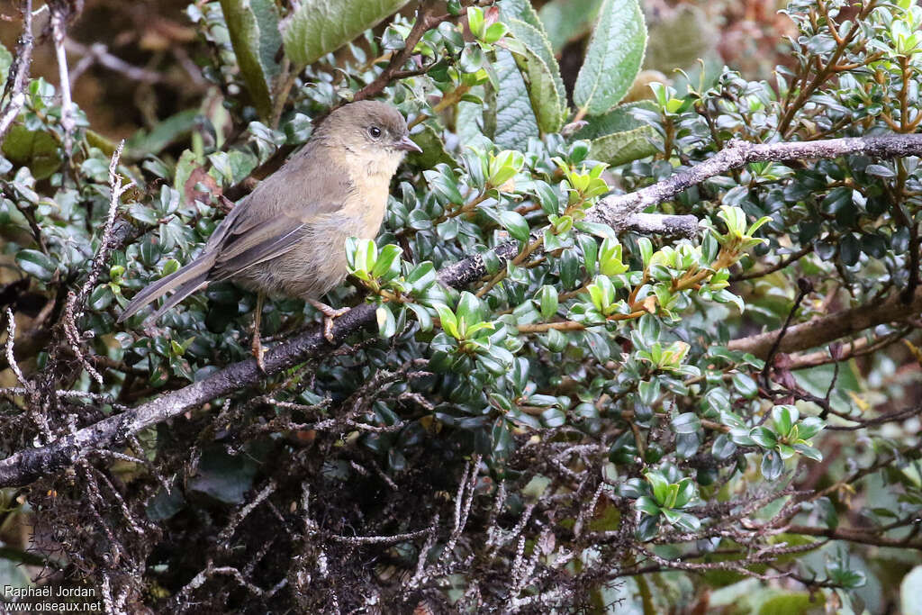 Parduscoadult, identification