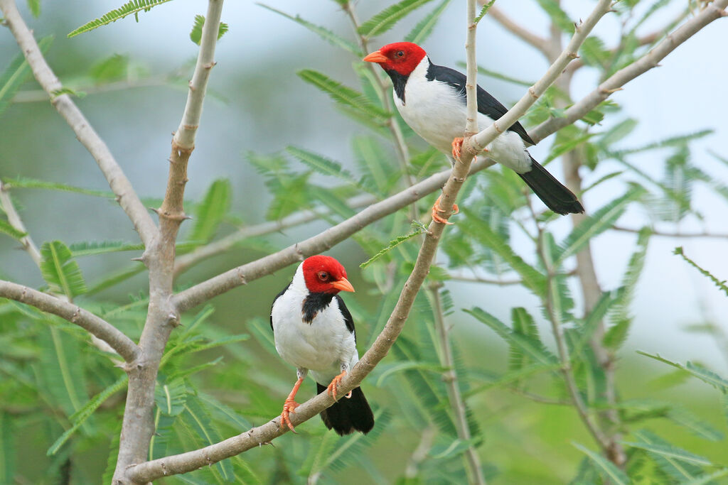 Yellow-billed Cardinaladult