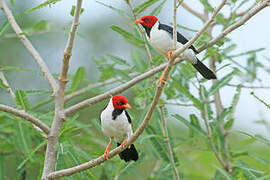 Yellow-billed Cardinal