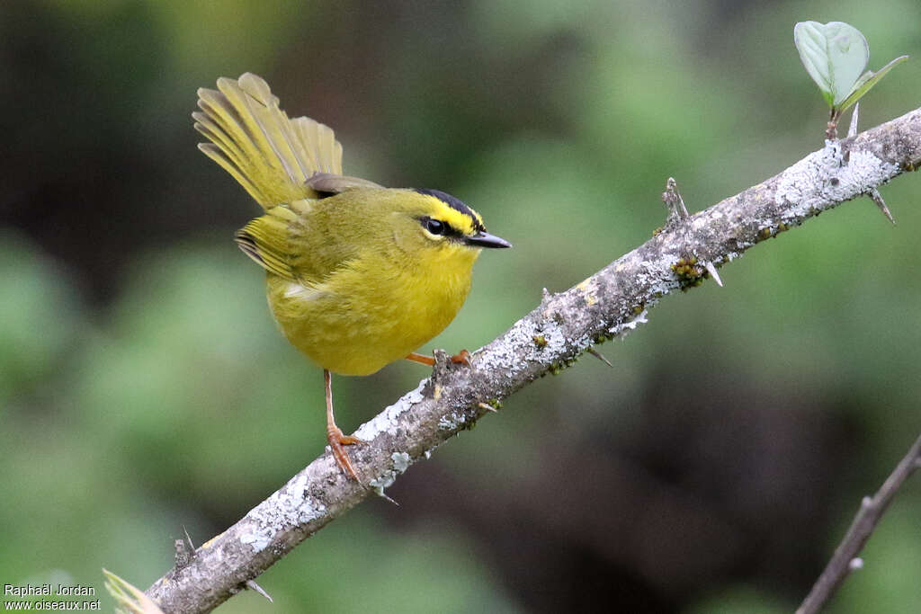 Black-crested Warbleradult, identification