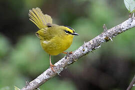 Black-crested Warbler