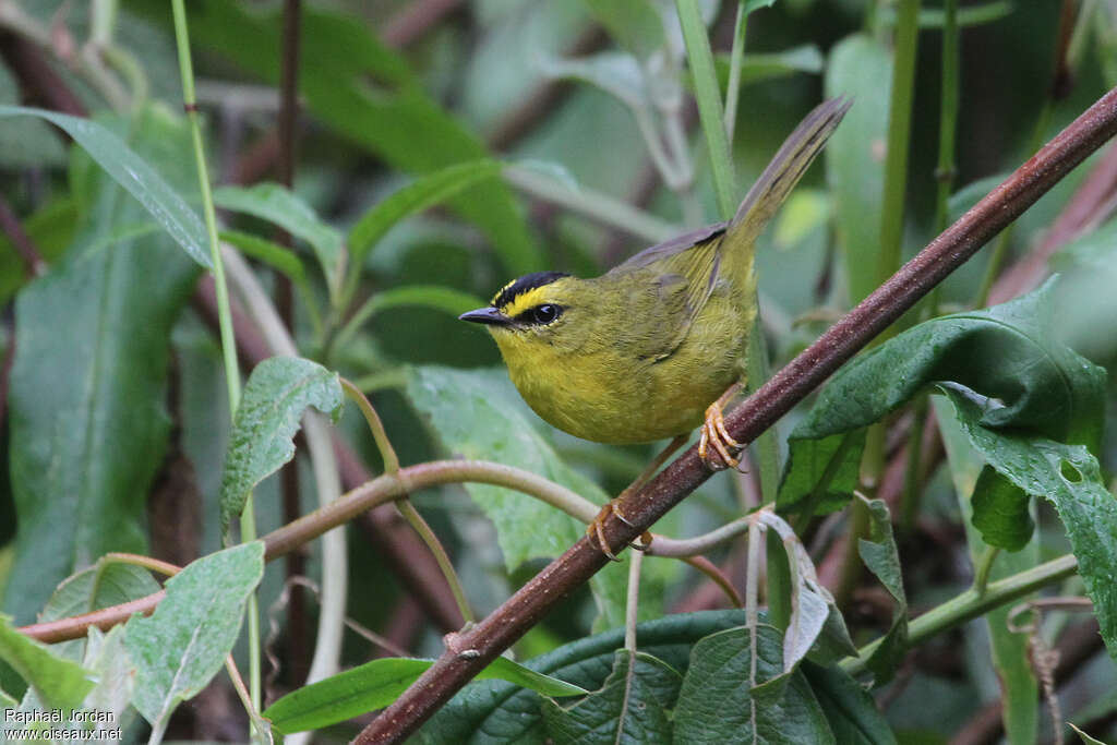 Black-crested Warbleradult, habitat, pigmentation